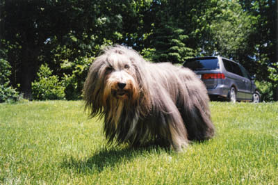 Megan outside in the front garden on a sunny day in June 2001. She was 15 years, 9 months old. She had fun and was happy. Two days later she was gone.